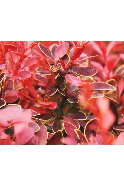 Барбарис красный Коралл